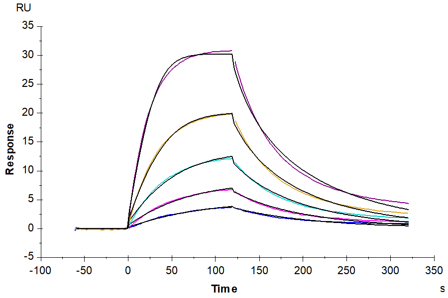 Human BAFF/TNFSF13B/CD257 Trimer Protein (LTP10795)