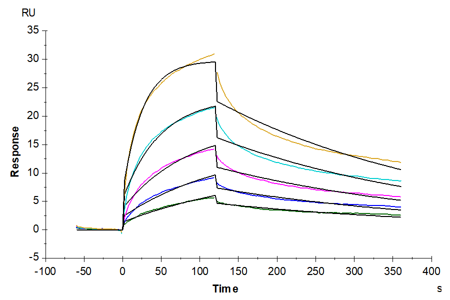 Human GITR/TNFRSF18 Protein (LTP10804)