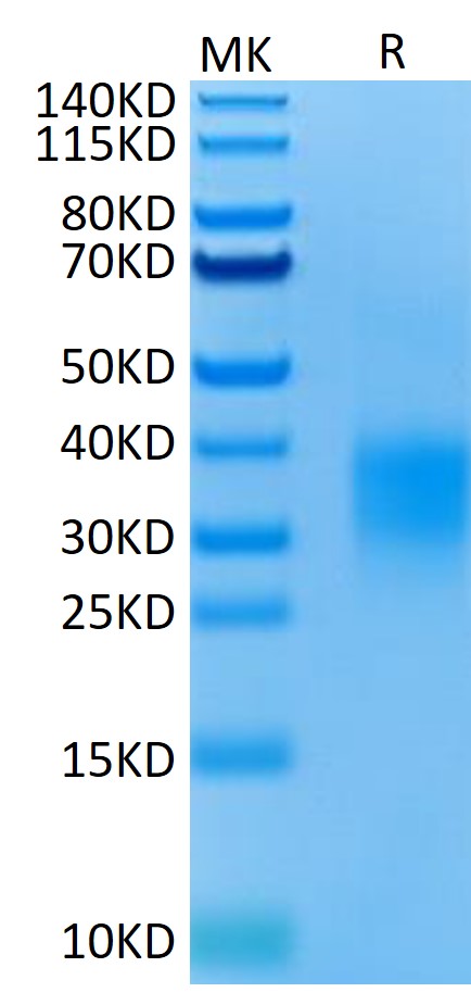 Mouse GITR/TNFRSF18 Protein (LTP10805)