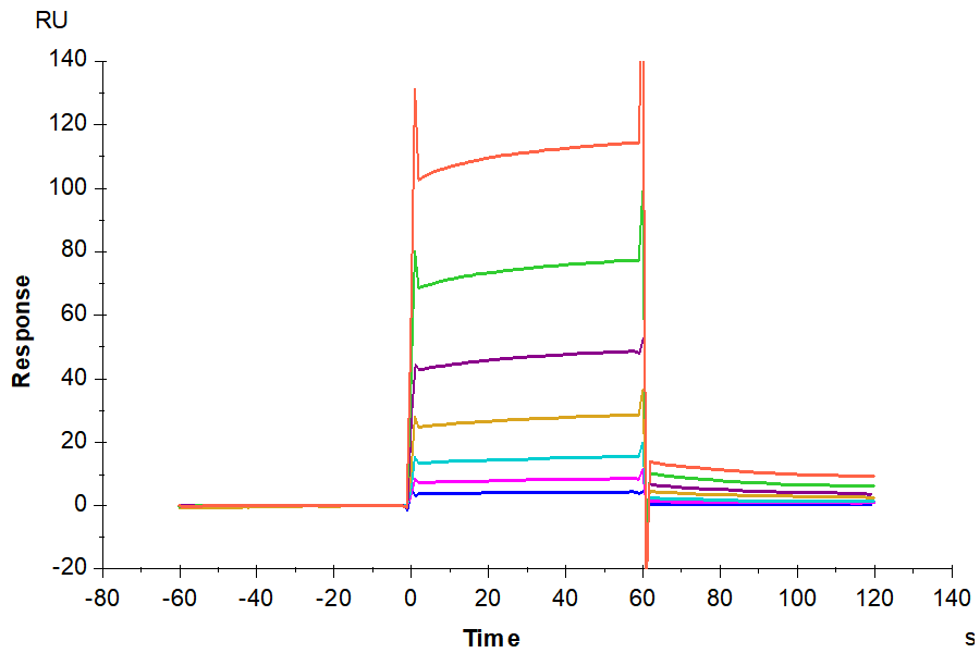 Human Fc gamma RIIB/CD32b Protein (LTP10807)