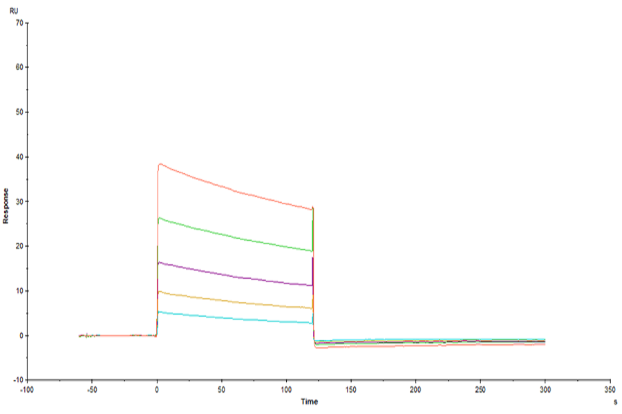 Human Fc gamma RIIA/CD32a (R167) Protein (LTP10819)