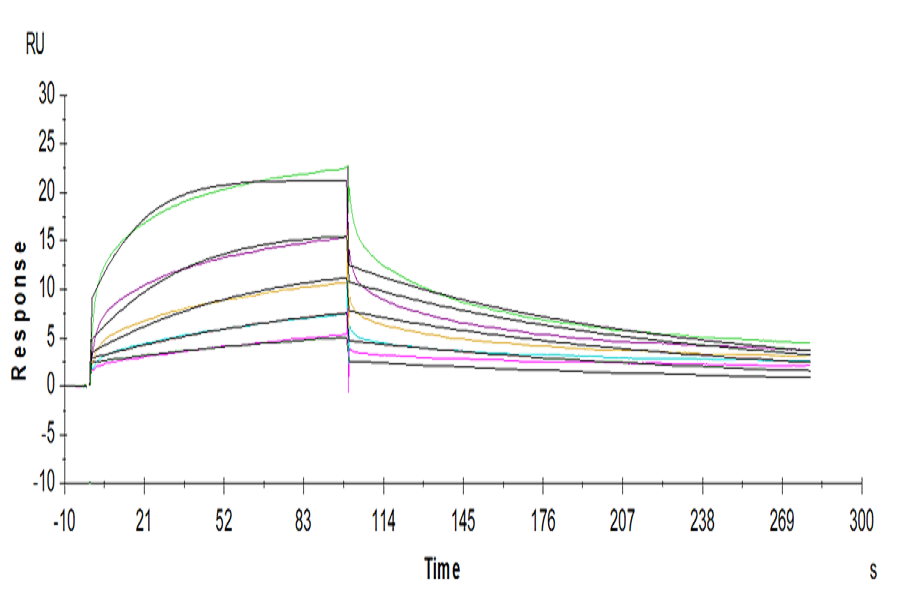 Human Fc gamma RIIIA/CD16a (V176) Protein (LTP10821)