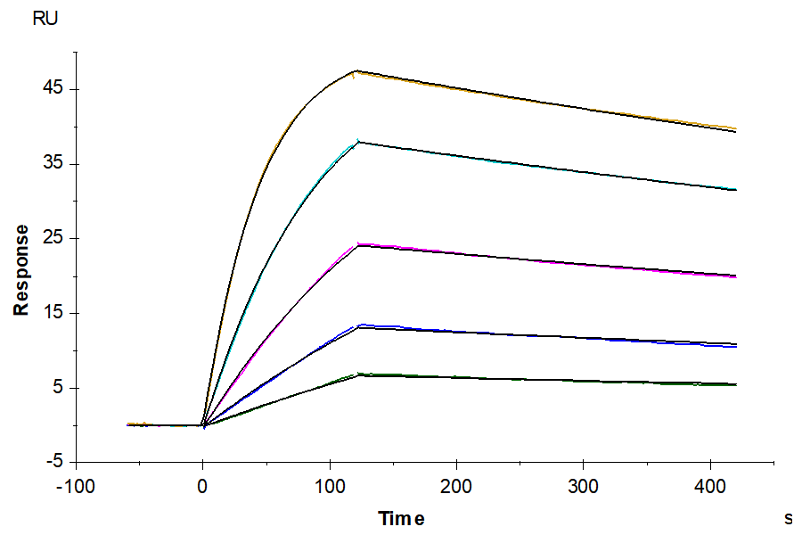 Human GPA33/A33 Protein (LTP10825)