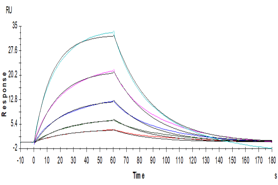 Human IL-13 Protein (LTP10834)