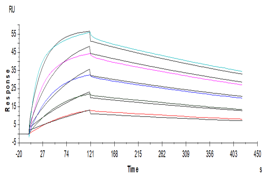 Human B7-1/CD80 Protein (LTP10847)