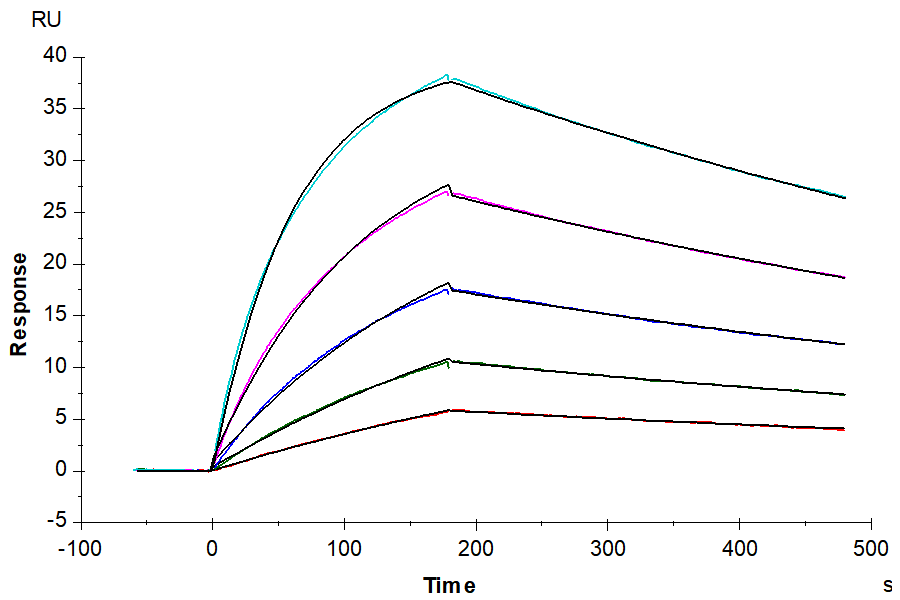 Human Fc gamma RI/CD64 Protein (LTP10857)