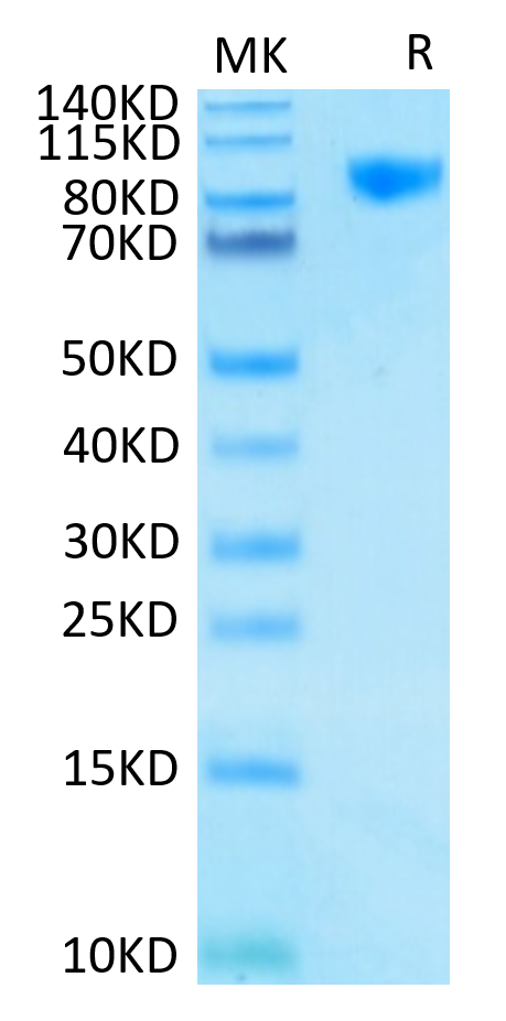 Human Siglec-9 Protein (LTP10863)