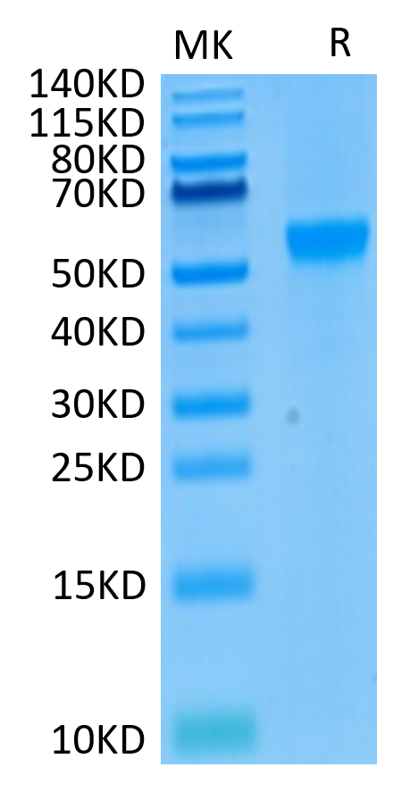 Human Siglec-8 Protein (LTP10868)