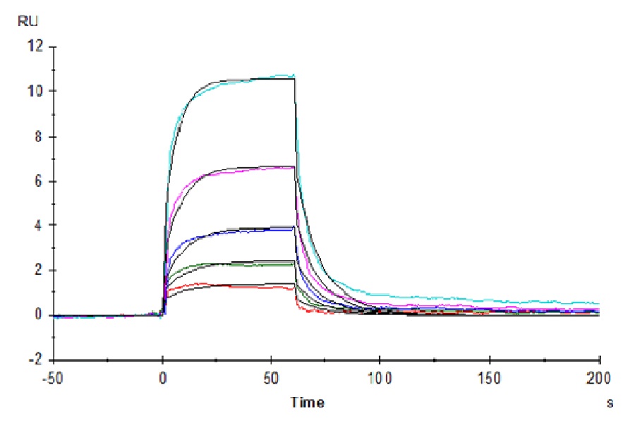 Human CD160 Protein (LTP10887)