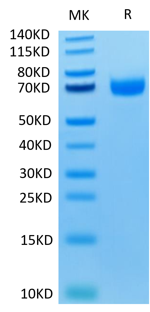 Human LILRA3/CD85e Protein (LTP10895)