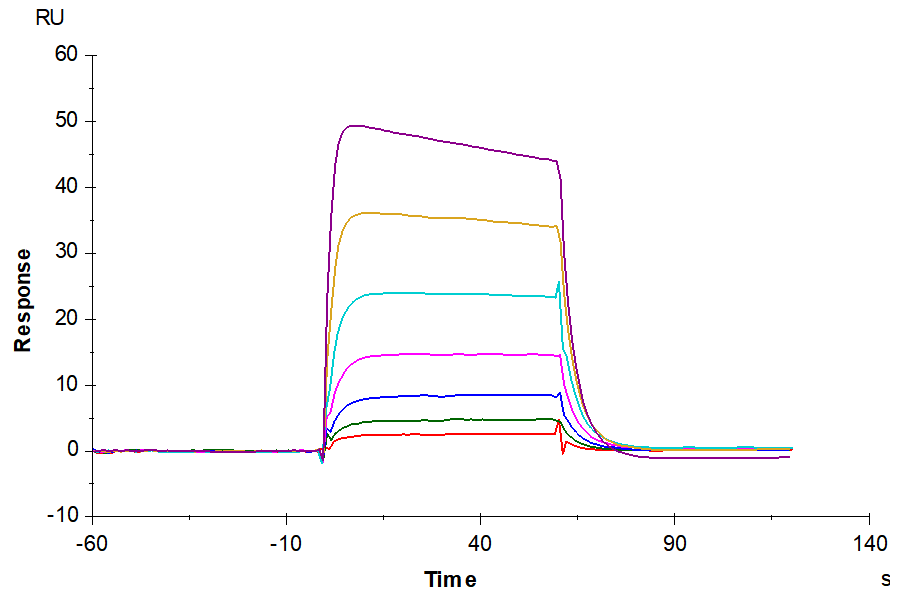 Cynomolgus IL-2 R beta/CD122 Protein (LTP10921)