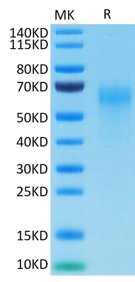 Cynomolgus IL-2 R gamma/CD132 Protein (LTP10922)