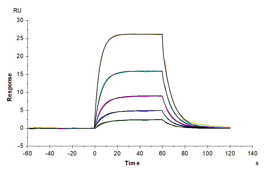 Human IL-2 R beta/CD122 Protein (LTP10929)