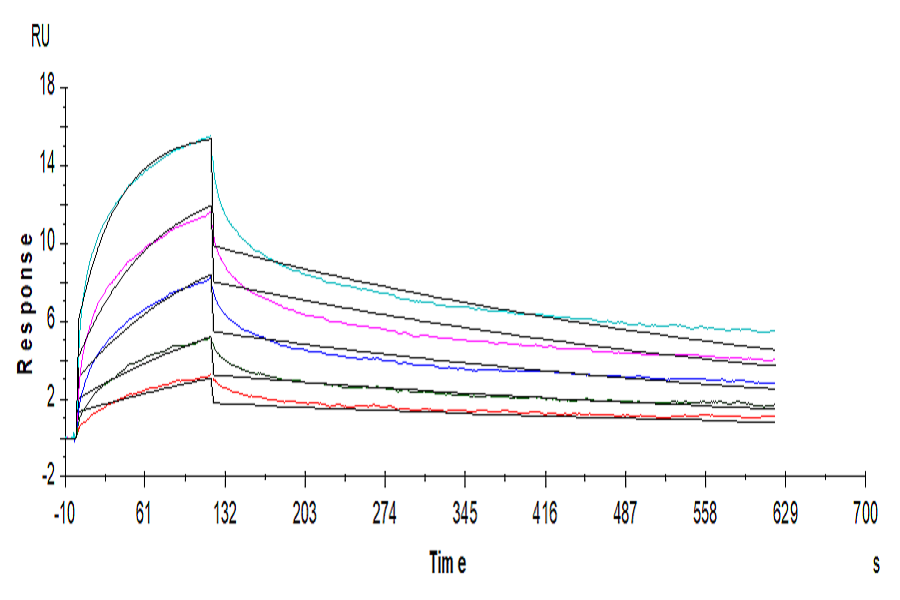 Human LILRB1/CD85j/ILT2 Protein (LTP10946)