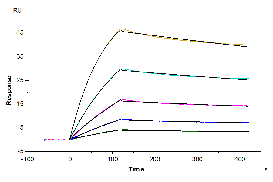 Human ACE2/ACEH Protein (LTP10948)