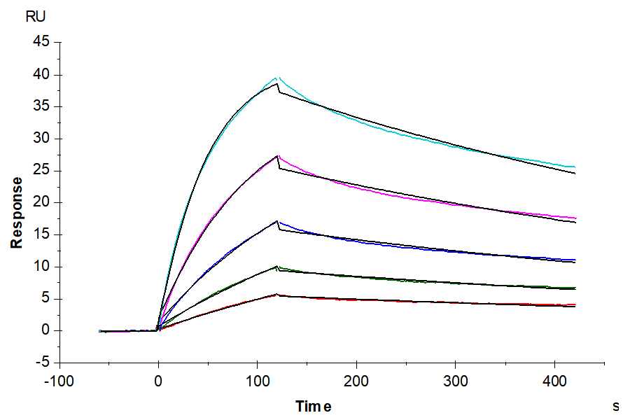 Human TNFR2/CD120b/TNFRSF1B Protein (LTP10953)