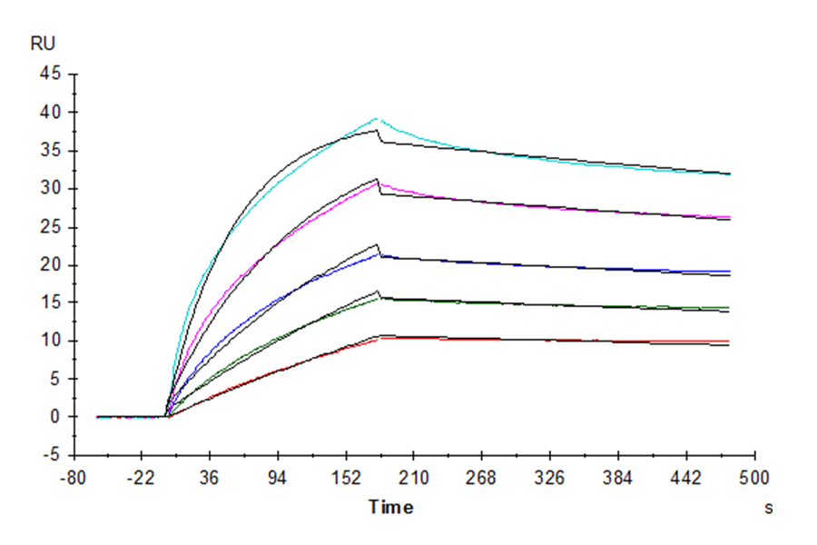 Human FGF10 Protein (LTP10975)