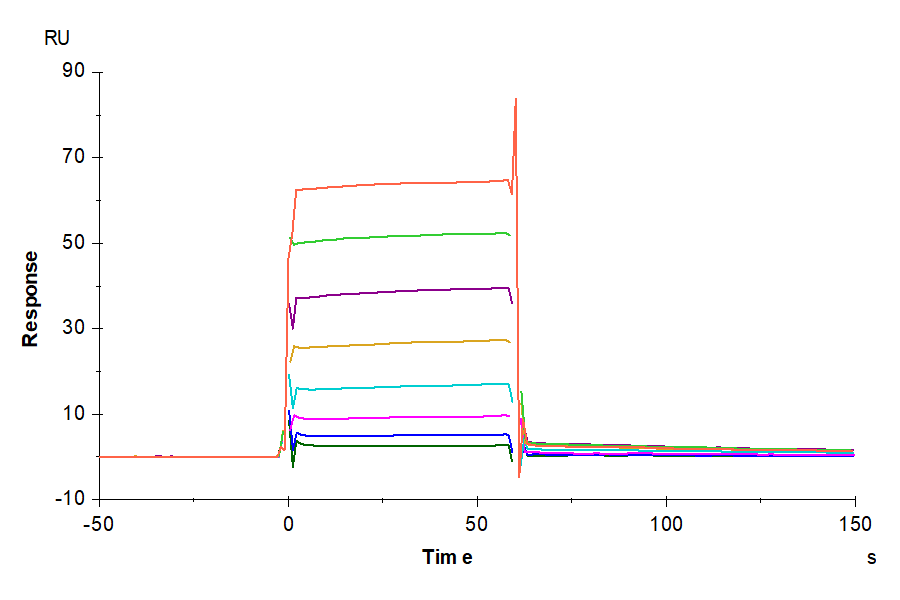 Biotinylated Human Fc gamma RIIA/CD32a (R167) Protein (LTP10991)