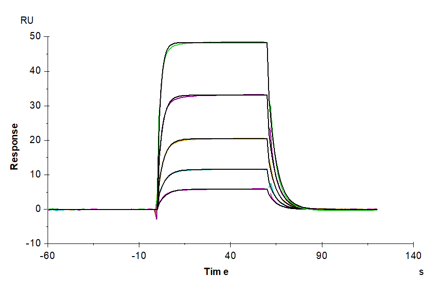 Biotinylated Human KIR3DL3 Protein (LTP10993)