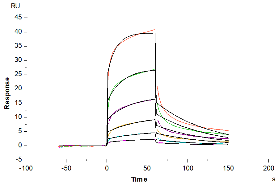 Biotinylated Human Notch 1 Protein (LTP10998)