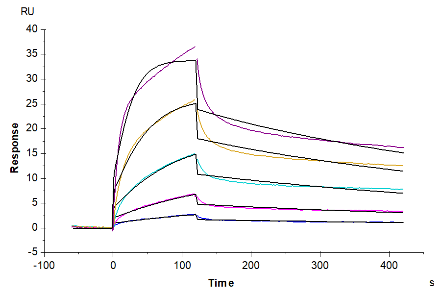 Biotinylated Human EGFR/HER1 Protein (LTP11002)