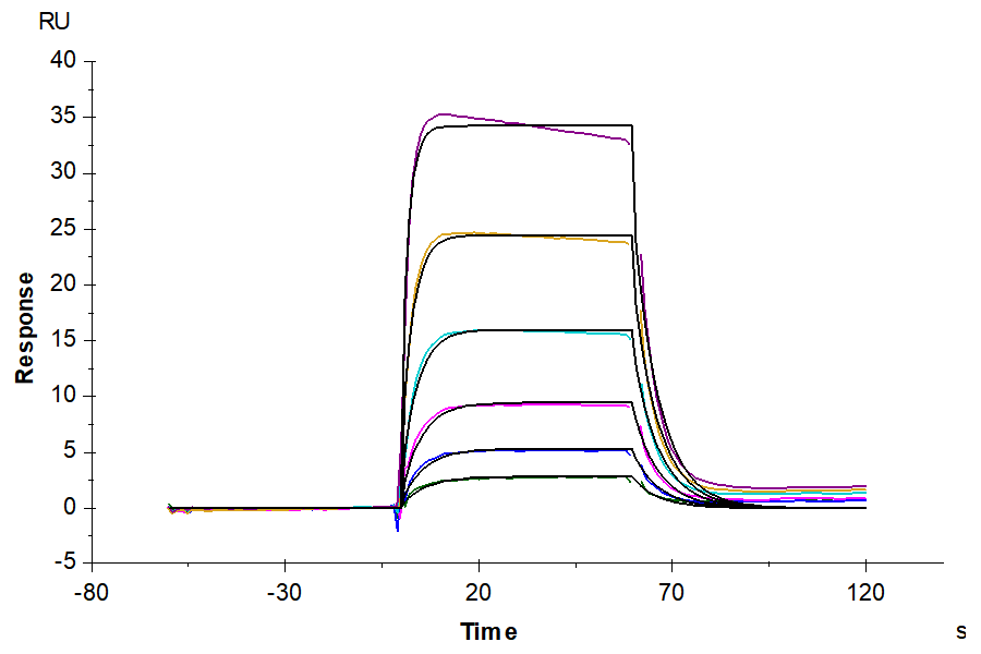 Biotinylated Human IL-2 R beta/CD122 Protein (LTP11006)