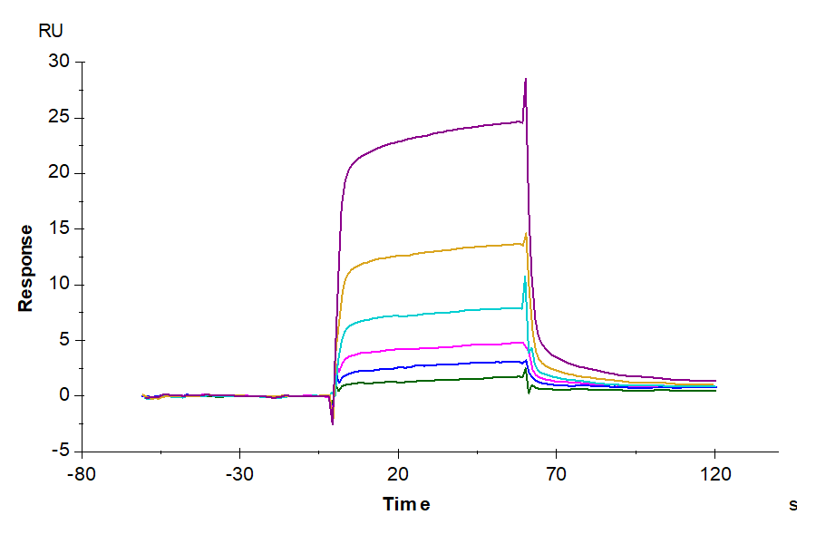 Human Mature TGF beta 1 Protein (LTP11029)