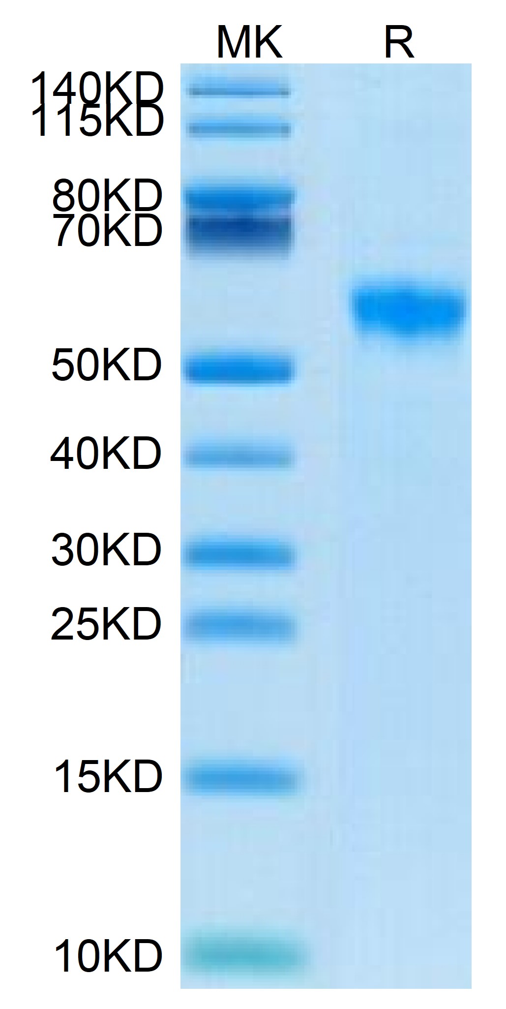 Biotinylated Human Siglec-8 Protein (LTP11040)