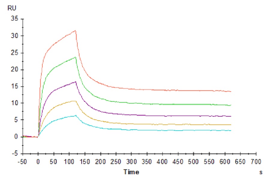 Human CD3E&CD3D/CD3 epsilon&CD3 delta Protein (LTP11054)