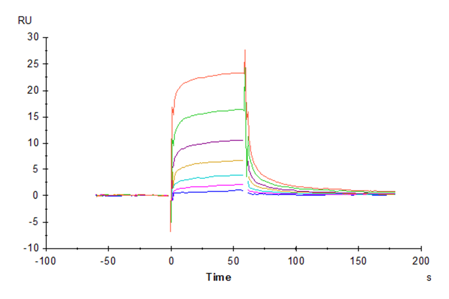 Biotinylated Human Fc gamma RIIIA/CD16a (V176) Protein (LTP11066)