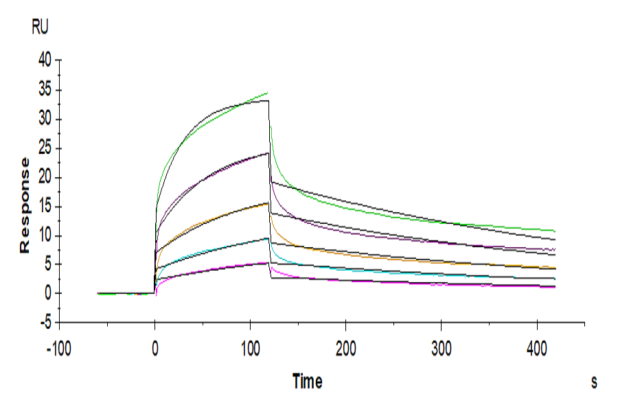 Human NKG2A&CD94 Protein (LTP11068)