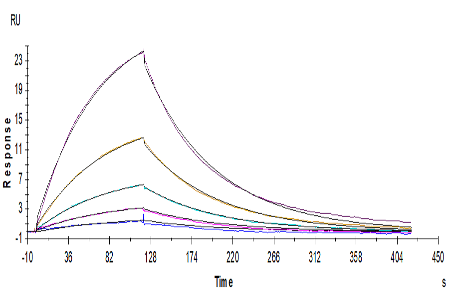 Human NKG2A/CD159a Protein (LTP11082)