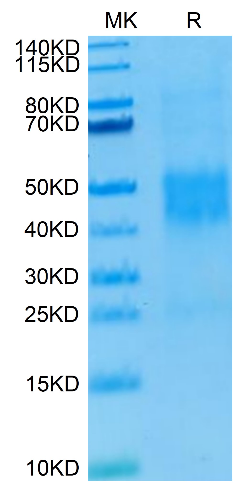 Human NKG2C/CD159c Protein (LTP11099)