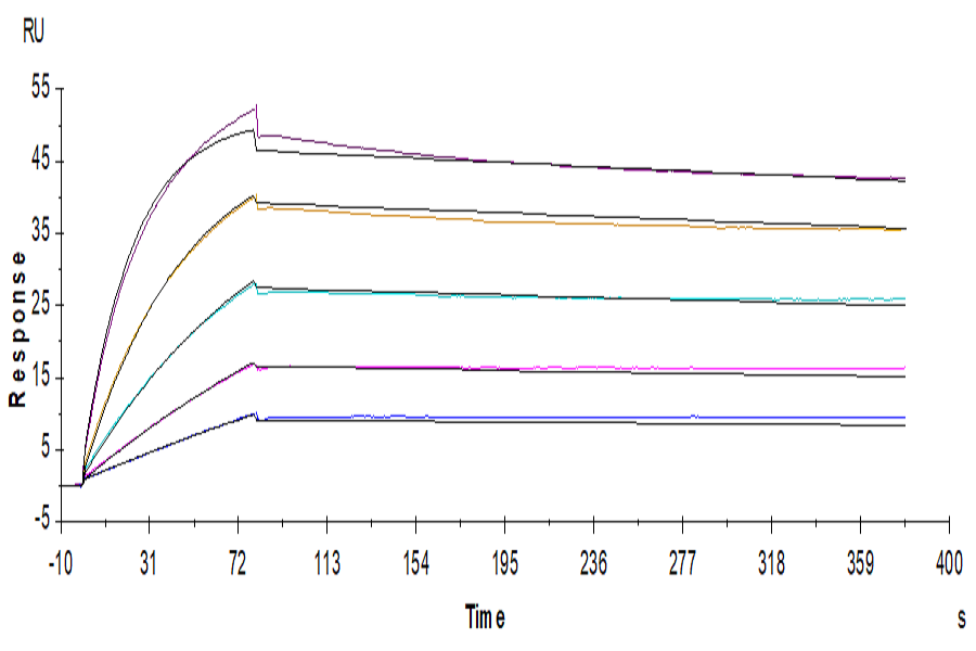 Human CDCP1 Protein (LTP11109)