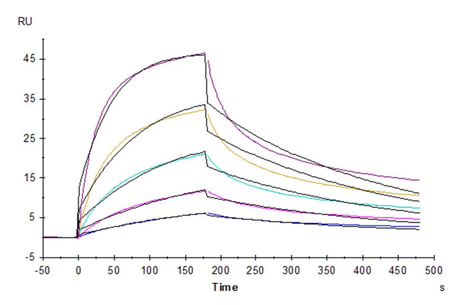 Human Fas Ligand/TNFSF6 Protein (LTP11124)